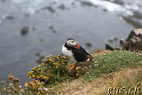  Látrabjarg 