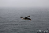  Látrabjarg 