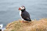  Látrabjarg 