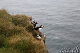  Látrabjarg 