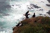  Látrabjarg 