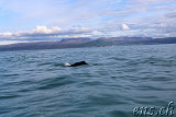  Whale-Watching Husavik 