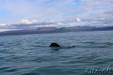  Whale-Watching Husavik 