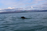  Whale-Watching Husavik 