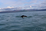 Whale-Watching Husavik 