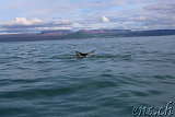  Whale-Watching Husavik 