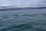  Whale-Watching Husavik 