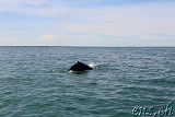  Whale-Watching Husavik 