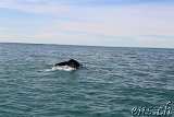  Whale-Watching Husavik 