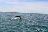  Whale-Watching Husavik 