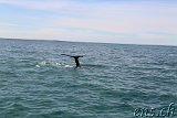  Whale-Watching Husavik 