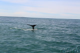  Whale-Watching Husavik 