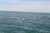  Whale-Watching Husavik 