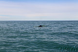  Whale-Watching Husavik 