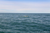  Whale-Watching Husavik 