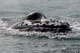  Whale-Watching Husavik 