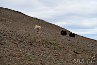 Fagradalsfjöll
