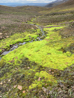 Island - Grün