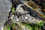 Solbakk Muscheln
