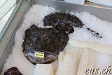 Monkfish