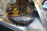 Monkfish