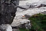 Preikestolen