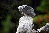 Mysuseter - Kvitskriuprestene
