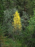 Mysuseter - Kvitskriuprestene