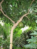 Botanischer Garten Göteborg 