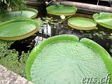  Botanischer Garten Göteborg 