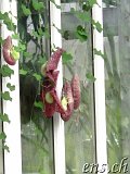  Botanischer Garten Göteborg 