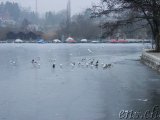  Seegfrörni Triechter Sursee 