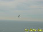  SF Soaring-Eagle ! 