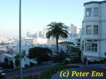  California Palm and the Trans-America Pyramid 