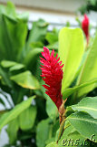Kohala