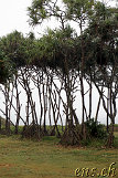 Kohala