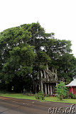 Kohala