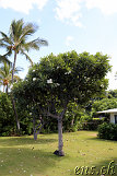 Puako Beach