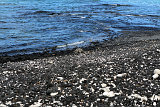 Hawaiian Green See Turtle (Honu) @ Puako Beach