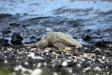 Hawaiian Green See Turtle (Honu) @ Puako Beach