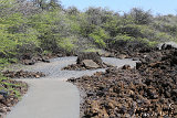 Petroglyphs @ Puako