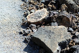 Petroglyphs @ Puako
