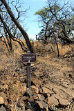 Petroglyphs @ Puako