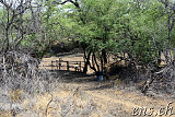 Petroglyphs @ Puako