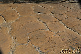 Petroglyphs @ Puako