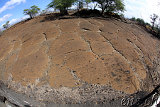 Petroglyphs @ Puako