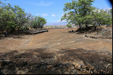 Petroglyphs @ Puako