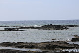 Hawaiian Green See Turtles (Honu) @ Puako