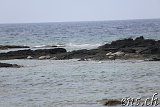 Hawaiian Green See Turtles (Honu) @ Puako