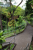 Akaka Falls
